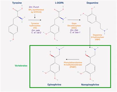 Regulation and modulation of biogenic amine neurotransmission in Drosophila and Caenorhabditis elegans